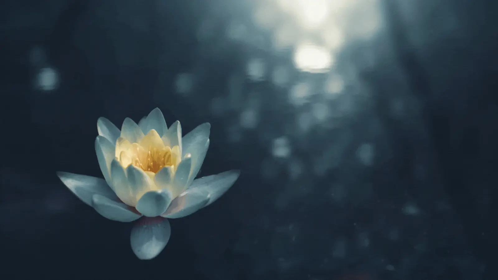 Moving picture of lotus flow in pond - How to meditate with music
